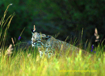 Bobcat