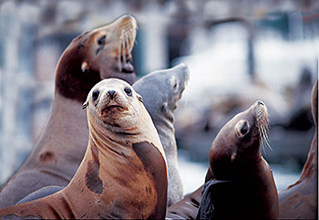 Pier 39 sea lions