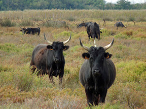 Camargue Bulls