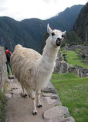 Machu Picchu llama