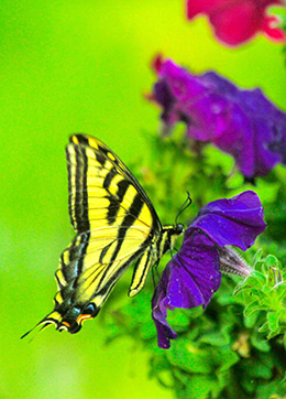 urprise Valley butterfly