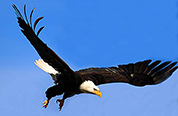 Bald eagle