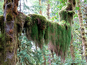 Mossy tree