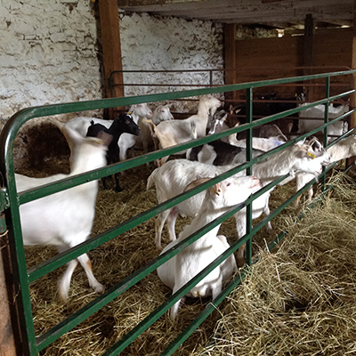 Cross Wind Farm goats