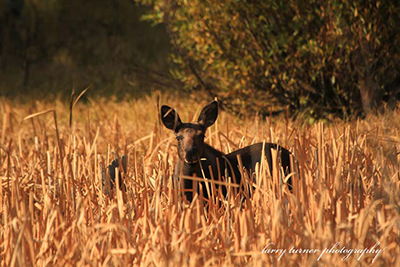 Teton Valley deer