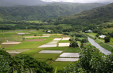 Hanalei Valley