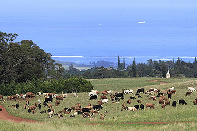 Maui Makawao