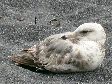 Friendly gull