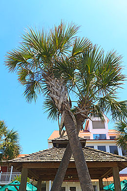 Florida palm trees