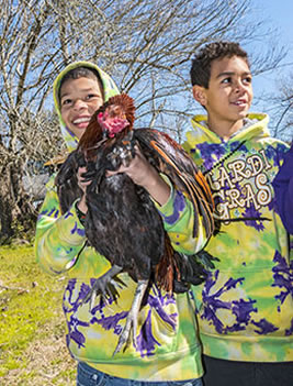 Mardi Gra proud chicken-chaser