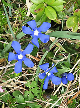 Slovenia wildflowers