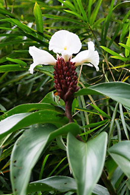 Kauai flora_1