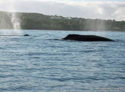 Humpback whale and babies