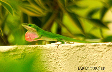 Hawaiian lizard