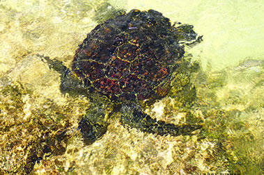 Swimming sea turtle