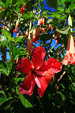 Hawaiian flowers