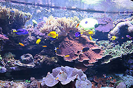 Aquatic display