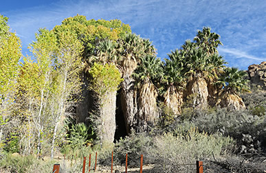 Joshua Tree palm trees