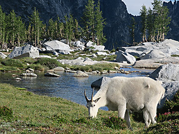 Enchantments, grazing goat