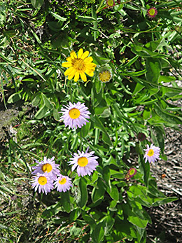 Enchantments wildflowers