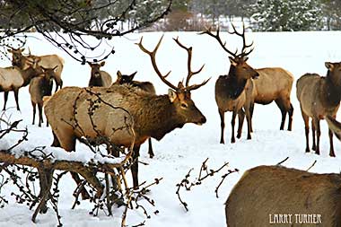 McCall, Idaho eld