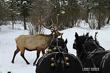 McCall, Idaho elk and horses