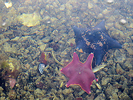 Bat star and crab