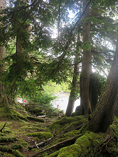 Little Raspberry's dense forest