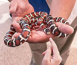 Tucson girl touches harmless California mountain kingsnake at Tohono Chul Park