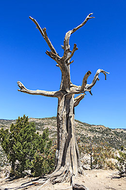 Picturesque tree on Mt. Lemon Road