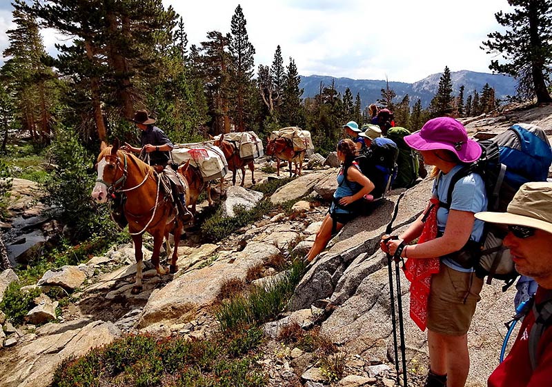 Horses on trail