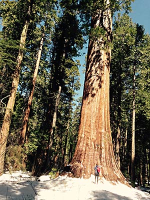 Giant sequoia