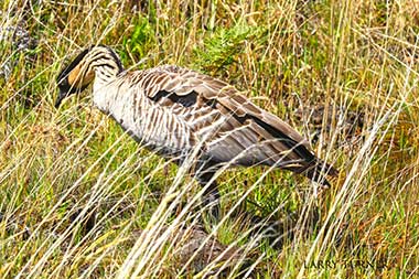 Haleakala nene