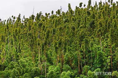 Hawaii, road to Hana bamboo forest