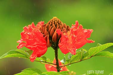 Hawaii, road to Hana rainforest delight