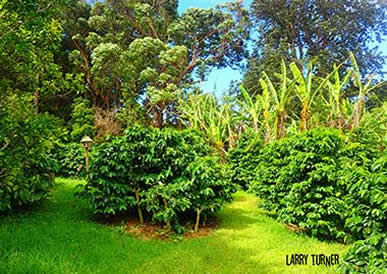 Road to Makawao Coffee Farm