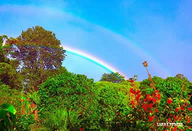 Road to Makawao Coffee Farm