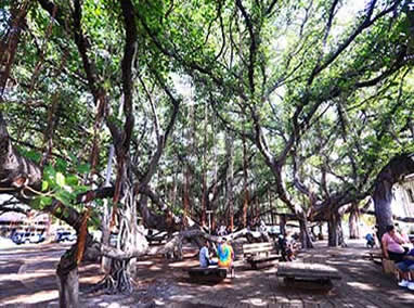 West Maui banyan tree