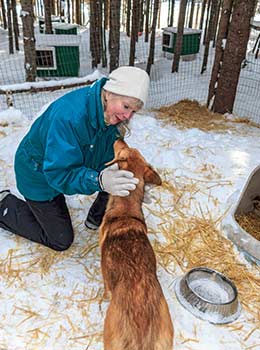 Sun Peaks sled puppies