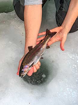 Rainbow trout for dinner