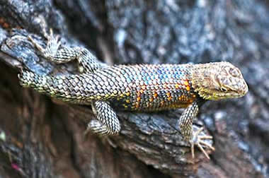 Grand Canyon Phantom Ranch yellow-backed spiney lizard