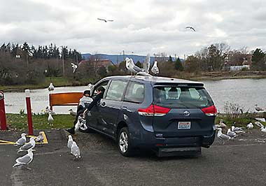 Seagull feeding