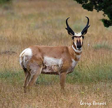 Oregon pronghorn