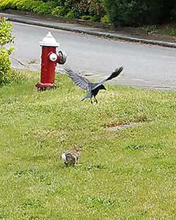 Crow and bunny strife