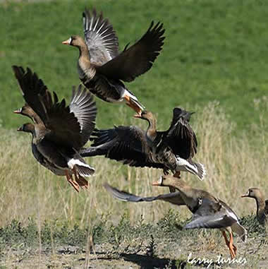 Tulelake white fronted geese