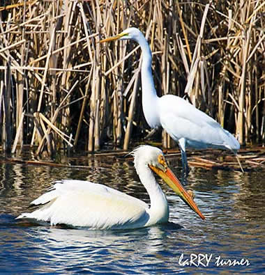 Tulelake pelican and egret