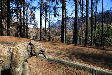 Destructive western fires