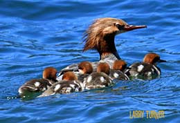 Mergansers, Oregon