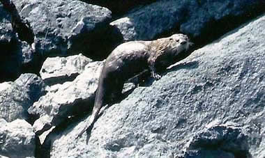 River otter, Hells Canyon, Oregon