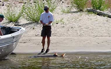 Snake River sturgeon, Oregon